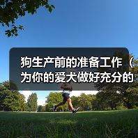 狗生产前的准备工作（为你的爱犬做好充分的准备）(图3)