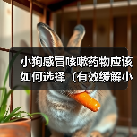 小狗感冒咳嗽药物应该如何选择（有效缓解小