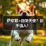 萨摩耶=微笑天使？新手慎入！ - 新生家伴