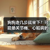 狗狗走几步就坐下？可能是关节痛、心脏病的信号(图2)