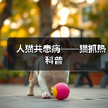 人猫共患病——猫抓热科普(图4)