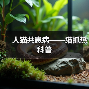 人猫共患病——猫抓热科普(图3)