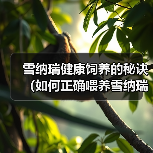雪纳瑞健康饲养的秘诀（如何正确喂养雪纳瑞，让它保持健康与活力）(图2)