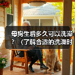 母狗生后多久可以洗澡？（了解合适的洗澡时间对母狗的重要性）(图2)