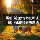 雪纳瑞健康饲养的秘诀（如何正确喂养雪纳瑞，让它保持健康与活力）(图4)