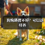 狗狗肠胃不好？可以这样养(图4)