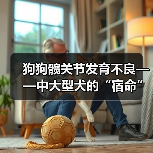 狗狗髋关节发育不良——中大型犬的“宿命”？(图2)