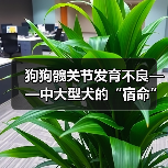狗狗髋关节发育不良——中大型犬的“宿命”？ - 新生家伴
