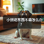 小猫吃东西不嚼怎么办？(图2)