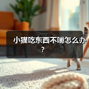 小猫吃东西不嚼怎么办？(图3)