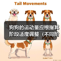 狗狗的运动量应根据其阶段适度调整(不同阶段的狗狗需要不同的运动量和活动方式)(图2) 狗狗的运动量应根据其阶段适度调整(不同阶段的狗狗需要不同的运动量和活动方式)(图2)