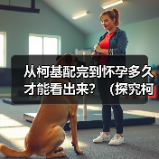 从柯基配完到怀孕多久才能看出来？（探究柯基繁殖的时间节点和迹象）(图2)