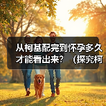 从柯基配完到怀孕多久才能看出来？（探究柯基繁殖的时间节点和迹象）(图3)