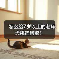 怎么给7岁以上的老年犬挑选狗粮？(图1)