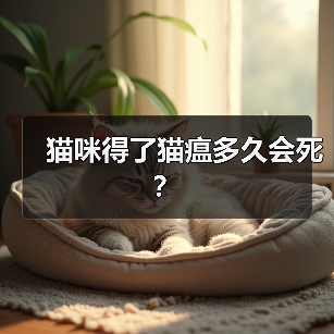 猫咪得了猫瘟多久会死？(图3)