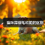 猫咪蒜瓣毛和脏的区别(图3) 猫咪蒜瓣毛和脏的区别(图3)
