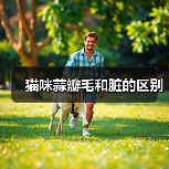猫咪蒜瓣毛和脏的区别(图2) 猫咪蒜瓣毛和脏的区别(图2)