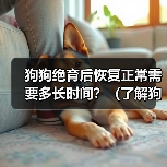 狗狗绝育后恢复正常需要多长时间？（了解狗狗绝育手术后恢复的过程和时间）(图1)