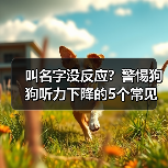 叫名字没反应?警惕狗狗听力下降的5个常见表现(图2) 叫名字没反应?警惕狗狗听力下降的5个常见表现(图2)