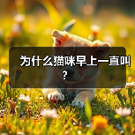 为什么猫咪早上一直叫?(图2) 为什么猫咪早上一直叫?(图2)