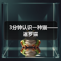 3分钟认识一种猫——暹罗猫(图4) 3分钟认识一种猫——暹罗猫(图4)