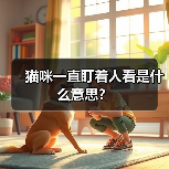 猫咪一直盯着人看是什么意思?(图4) 猫咪一直盯着人看是什么意思?(图4)