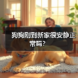 狗狗刚到新家很安静正常吗？ - 辰飞雨新生家伴