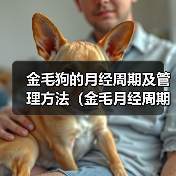 金毛狗的月经周期及管理方法（金毛月经周期、生理特征及护理方法 - 新生家伴