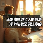 正确照顾边牧犬的方法（喂养边牧需要注意的事项） - 新生家伴