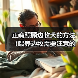正确照顾边牧犬的方法（喂养边牧需要注意的事项）(图2)