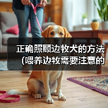 正确照顾边牧犬的方法（喂养边牧需要注意的事项）(图4)
