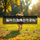 猫咪白血病会传染吗？ - 新生家伴