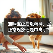 猫咪驱虫后没精神，是正常现象还是中毒了？ - 新生家伴