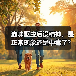 猫咪驱虫后没精神,是正常现象还是中毒了?(图2) 猫咪驱虫后没精神,是正常现象还是中毒了?(图2)