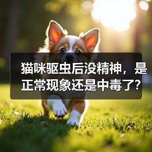 猫咪驱虫后没精神,是正常现象还是中毒了?(图4) 猫咪驱虫后没精神,是正常现象还是中毒了?(图4)