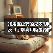 狗用驱虫药的见效时间及(了解狗用驱虫药的见效时间,保护宠物健康)(图3) 狗用驱虫药的见效时间及(了解狗用驱虫药的见效时间,保护宠物健康)(图3)
