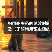 狗用驱虫药的见效时间及(了解狗用驱虫药的见效时间,保护宠物健康)(图2) 狗用驱虫药的见效时间及(了解狗用驱虫药的见效时间,保护宠物健康)(图2)