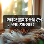 猫咪吃蛋黄不全是好处,警惕这些风险!(图4) 猫咪吃蛋黄不全是好处,警惕这些风险!(图4)