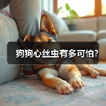 狗狗心丝虫有多可怕?(图2) 狗狗心丝虫有多可怕?(图2)