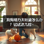 狗狗精力太旺盛怎么办？试试这几招~ - 新生家伴