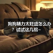 狗狗精力太旺盛怎么办?试试这几招~(图3) 狗狗精力太旺盛怎么办?试试这几招~(图3)