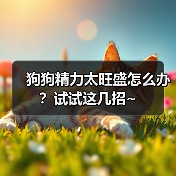 狗狗精力太旺盛怎么办?试试这几招~(图2) 狗狗精力太旺盛怎么办?试试这几招~(图2)