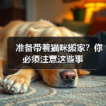 准备带着猫咪搬家?你必须注意这些事(图2) 准备带着猫咪搬家?你必须注意这些事(图2)