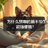 为什么猫咖的猫不怕生,能随便撸?(图4) 为什么猫咖的猫不怕生,能随便撸?(图4)