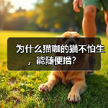 为什么猫咖的猫不怕生，能随便撸？ - 新生家伴
