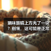 猫咪眼睛上方秃了一块?别慌,这可能是正常现象(图2) 猫咪眼睛上方秃了一块?别慌,这可能是正常现象(图2)
