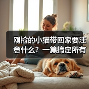 刚捡的小猫带回家要注意什么?一篇搞定所有难题(图2) 刚捡的小猫带回家要注意什么?一篇搞定所有难题(图2)