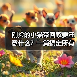 刚捡的小猫带回家要注意什么?一篇搞定所有难题(图3) 刚捡的小猫带回家要注意什么?一篇搞定所有难题(图3)