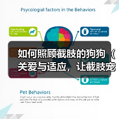 如何照顾截肢的狗狗(关爱与适应,让截肢宠物重拾幸福生活)(图3) 如何照顾截肢的狗狗(关爱与适应,让截肢宠物重拾幸福生活)(图3)