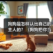 狗狗是怎样认出自己的主人的？（狗狗把你当主人的明显表现和迹象 - 新生家伴
